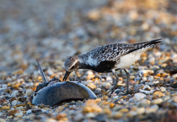 Black-bellied Plover on Slaughter Beach 2