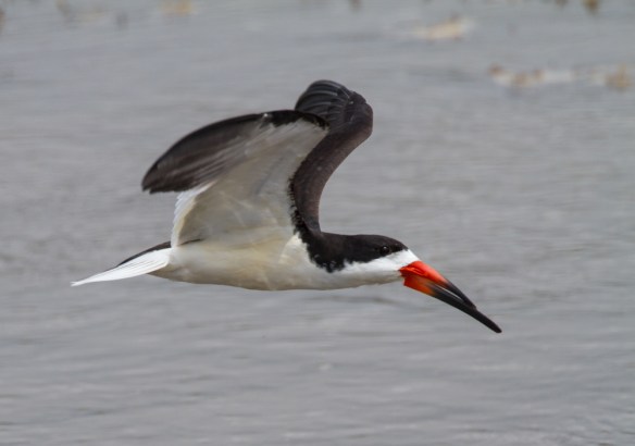 Black Skimmer