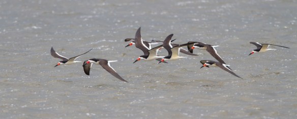Black Skimmer flock 1