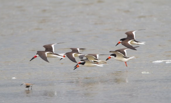 Black Skimmer flock landing