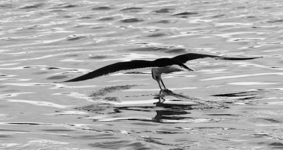 Black Skimmer in black and white