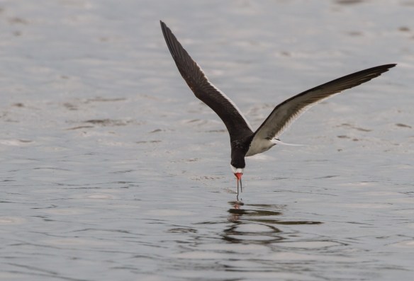 Black Skimmer skimming 3