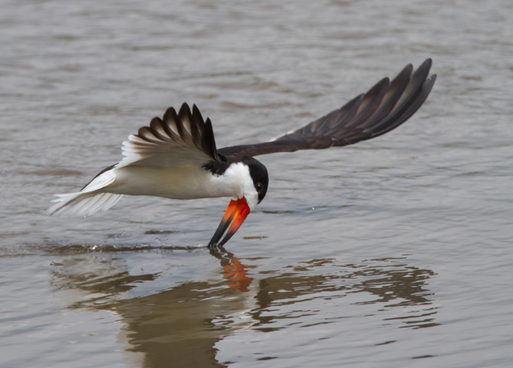 Black Skimmer 