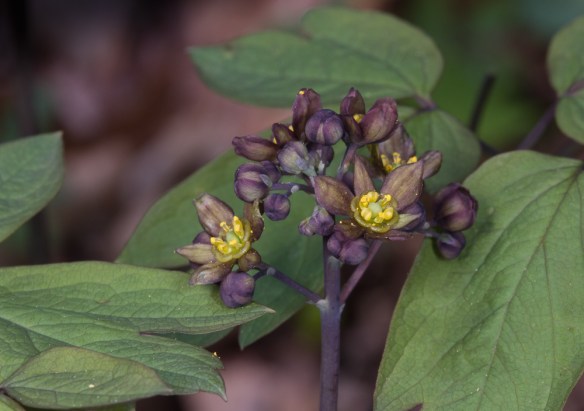 Blue Cohosh
