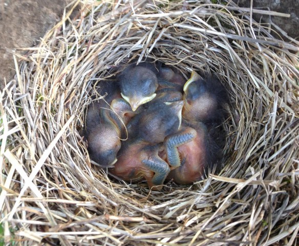 Bluebird nestlings