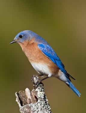 Bluebirds RE-6