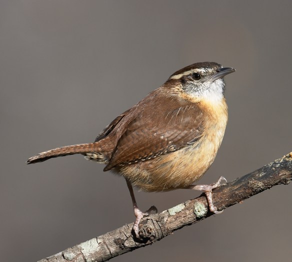 Caroilna Wren