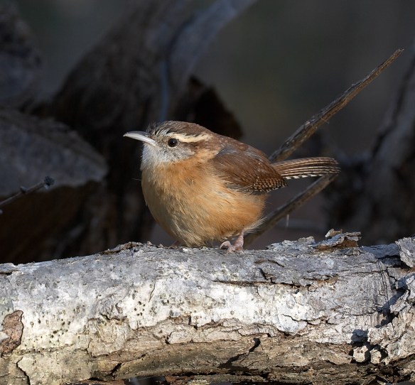 Caroilna Wren