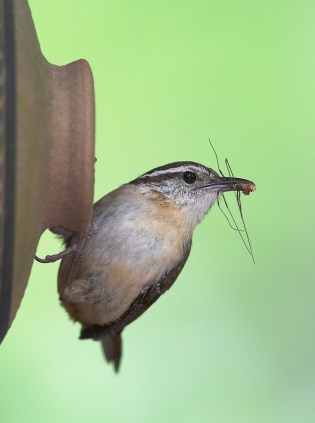 Carolina Wren nest