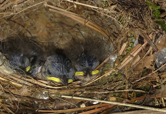 Carolina Wren nest