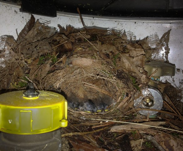 Carolina Wren nest