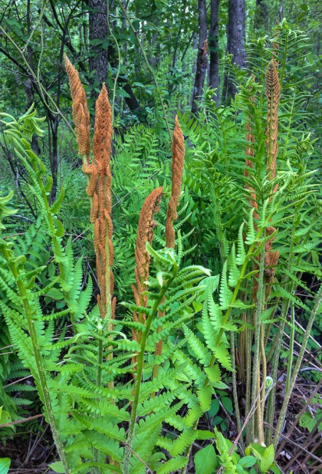 Cinnamon Fern