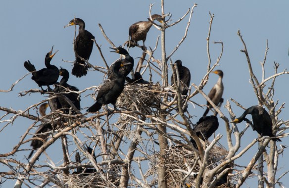 Cormorant rookery