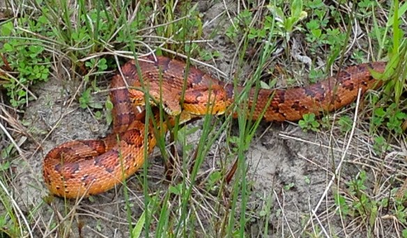 Corn Snake