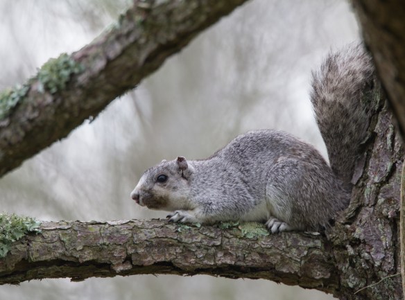 Delmarva Fox Squirrel