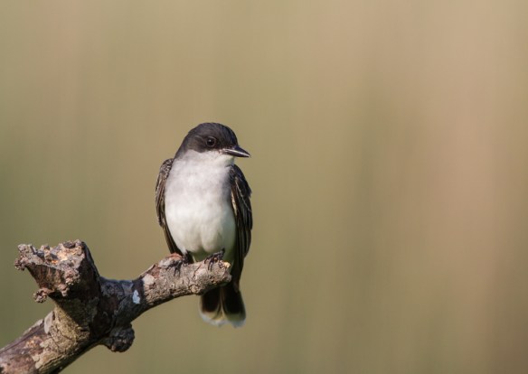 Eastern Kingbird