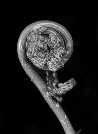 Fern fiddlehead