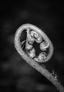 Fern fiddlehead