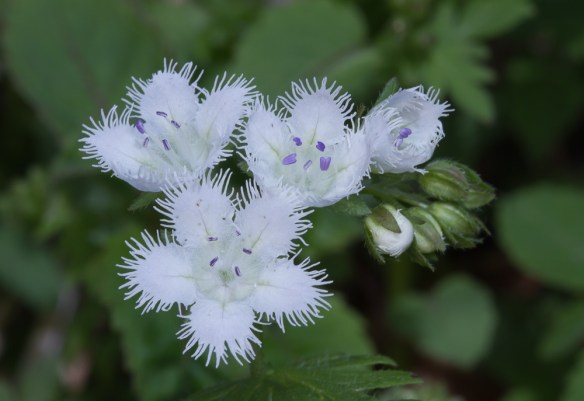 Fringed Phacelia