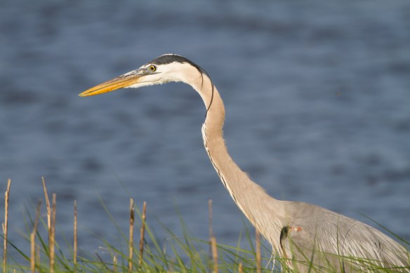 Great Blue Heron in marsh