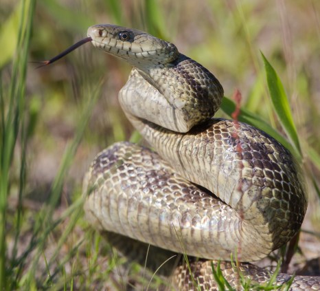 Green Rat Snake