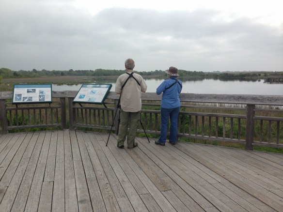 Hawk Watch platform at Cape May