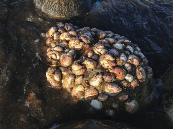 Slipper Shells on Horseshoe Crab