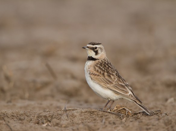Horned Lark