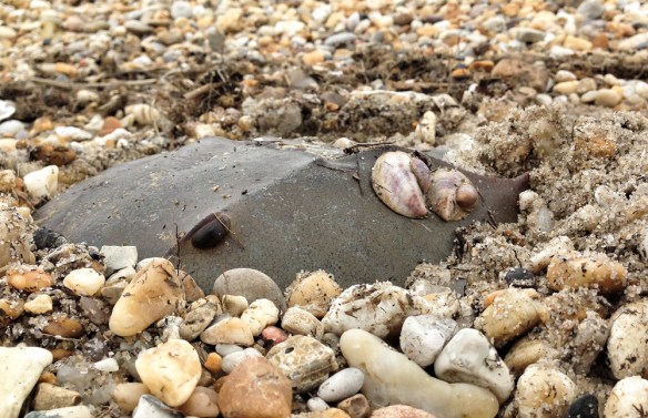 Horseshoe Crab burying in sand 1