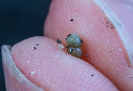 Horseshoe Crab eggs on fingers