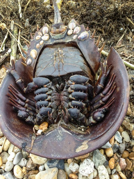 Horseshoe Crab 