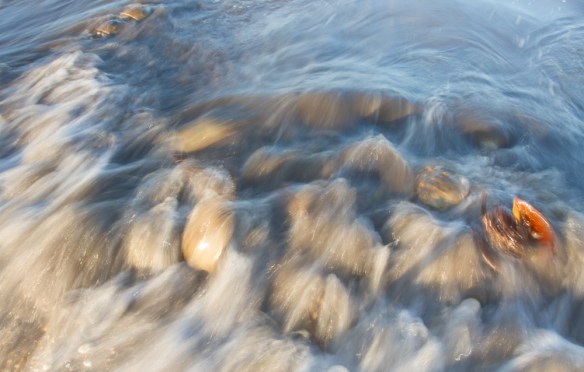 Horseshoe Crab overwash slow motion