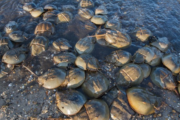Horseshoe Crabs on Slaughter Beach 2