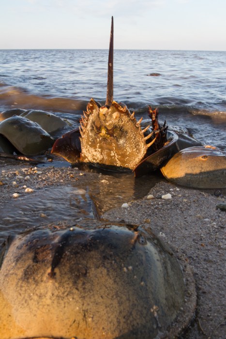Horseshoe Crabs on Slaughter Beach with overturned crab