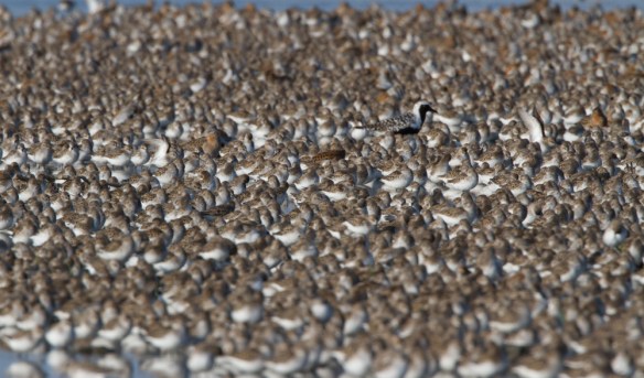 Large flock of peeps
