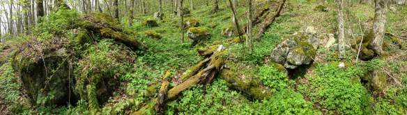 Lush herbaceous layer in the forest at Elk Garden