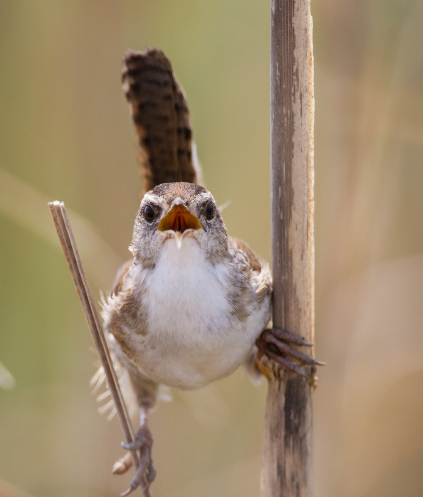 Marsh Wren male singing head-on view 2
