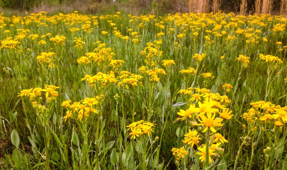 Ragwort flowers