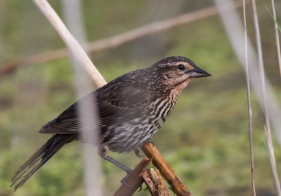 Red-winged Blackbird female