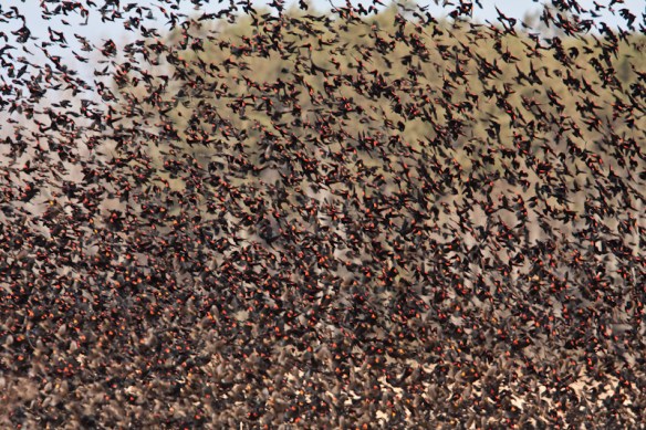 Red-winged blackbird flock