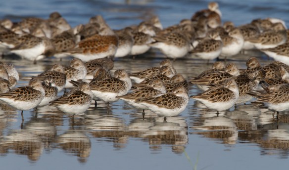 Semi-palmated Sandpipers