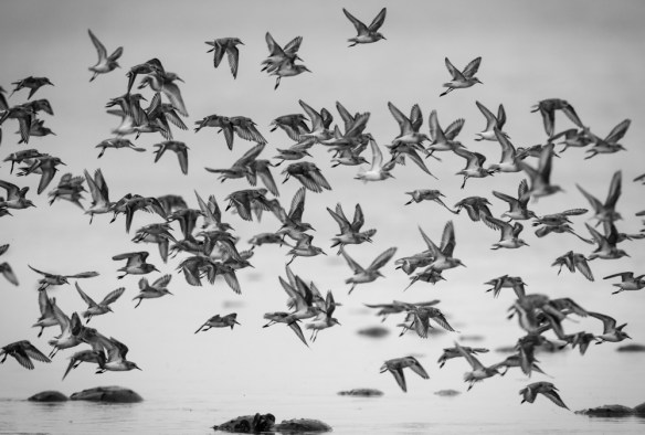 Shorebirds in flight at Slaughter Beach, DE