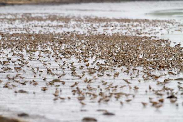Shorebirds on Slaughter Beach feeding on Horseshoe Crab eggs 1