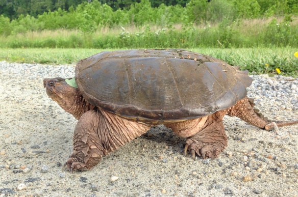 Snapping Turtle at Bombay Hook NWR