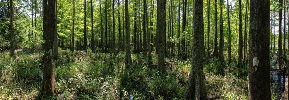 Spring scene along swamp boardwalk