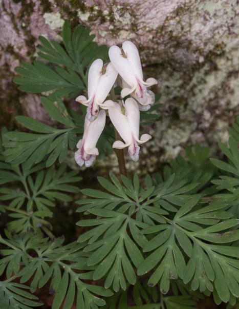 Squirrel Corn grouping