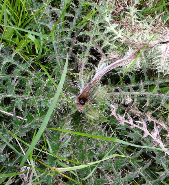 Thistle with stalk eaten by bear