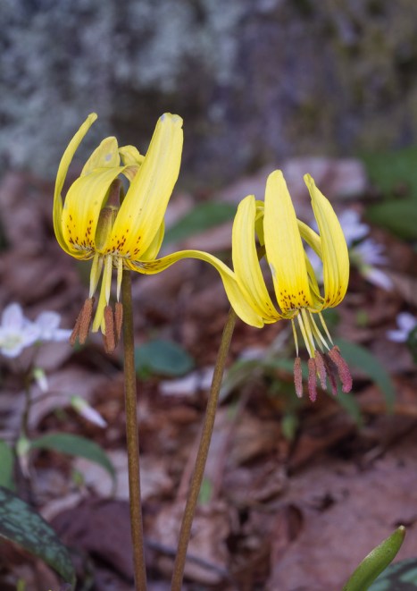 Trout Lilies