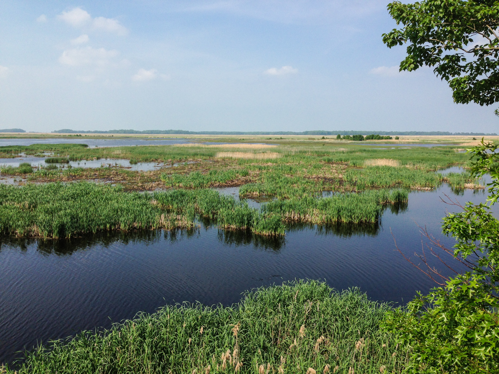 View from observation tower at Bombay Hook NWR
