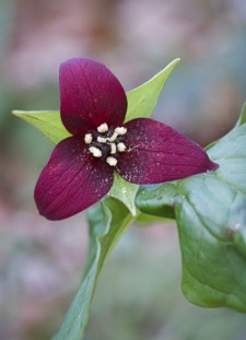 Wake Robin, red form